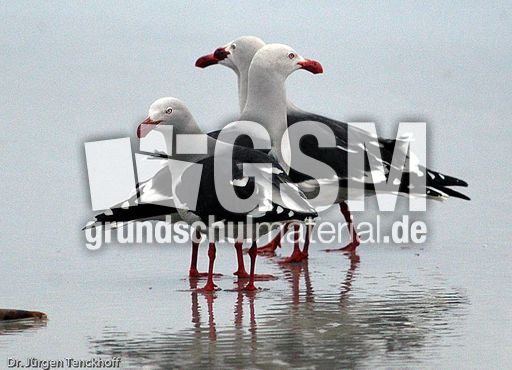 Delphinmöve (6 von 8).jpg